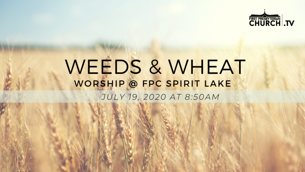 Weeds & Wheat Image